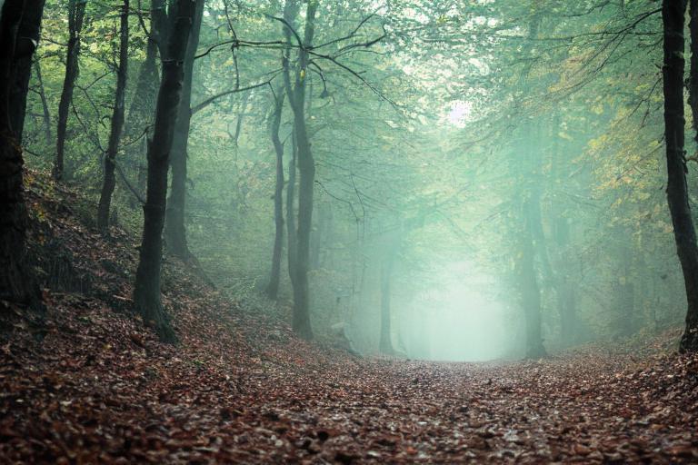 Photo dans la foret